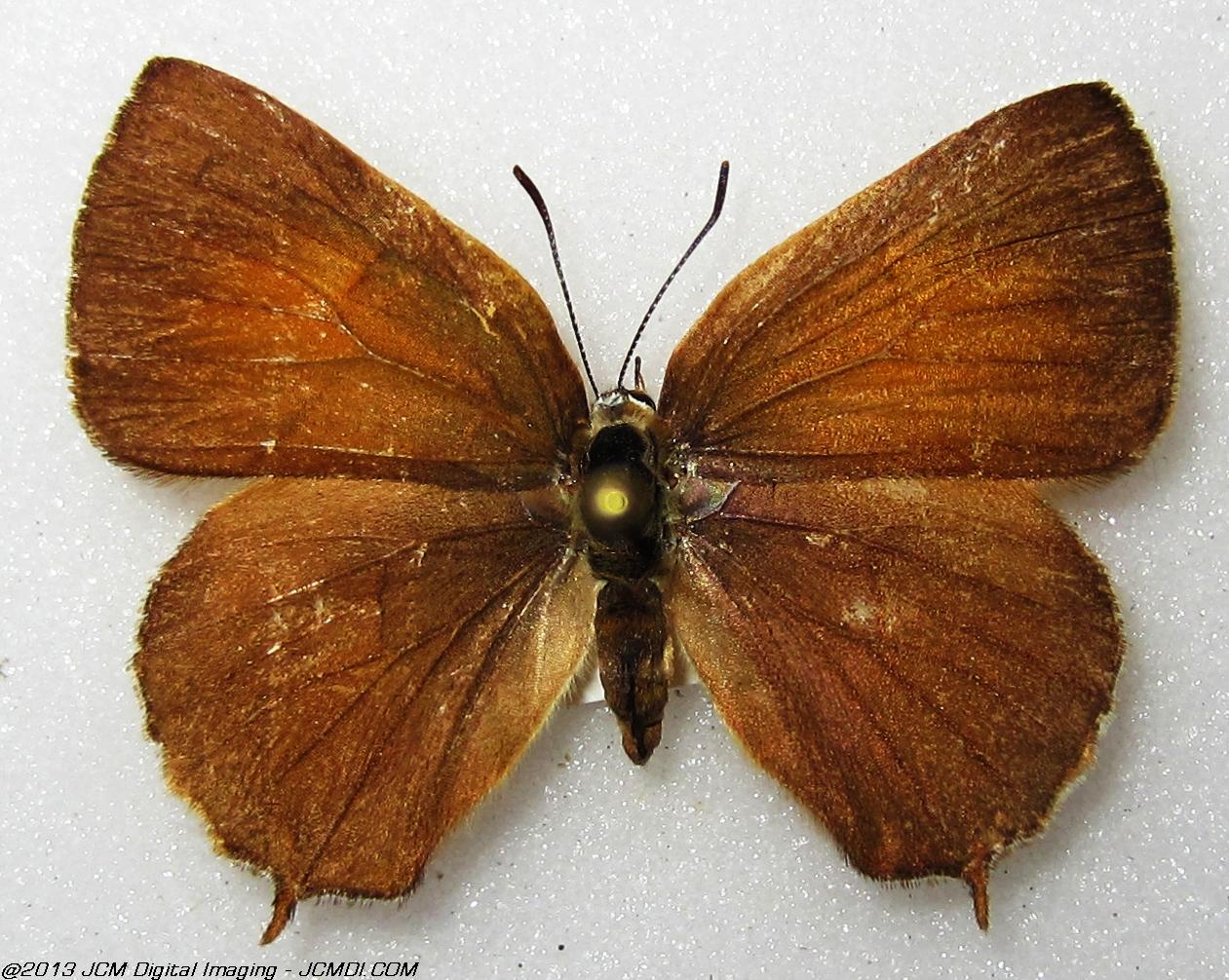 Unidentified Hairstreak